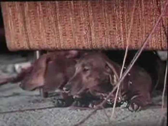 Watch film The Ugly Dachshund — The Ugly Dachshund trailer, Great Dane 1966 Disney