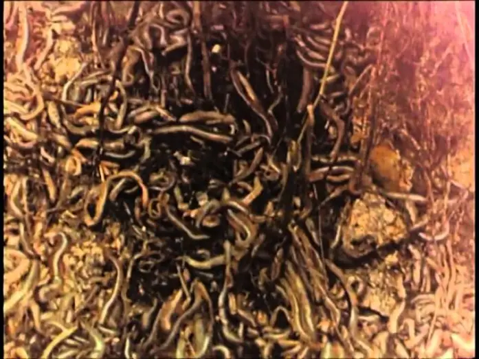 Watch film Squirm — Squirm - Invasion der Bestien (1976) Deutscher Trailer