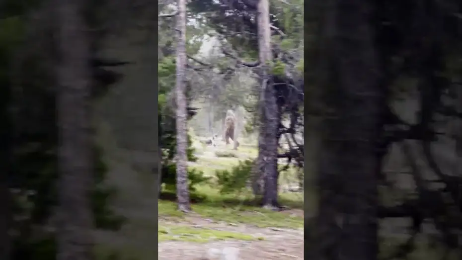 Watch film Hunt For Stoutfoot — BIGFOOT SIGHTING! - Park Ranger captures chilling video…