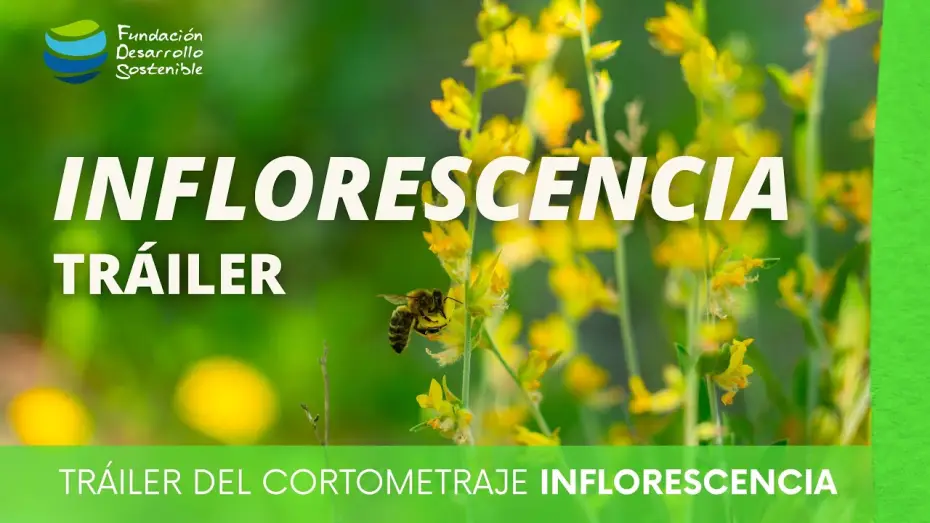 Watch film Inflorescencia | #cortometraje INFLORESCENCIA &middot; Tr&aacute;iler