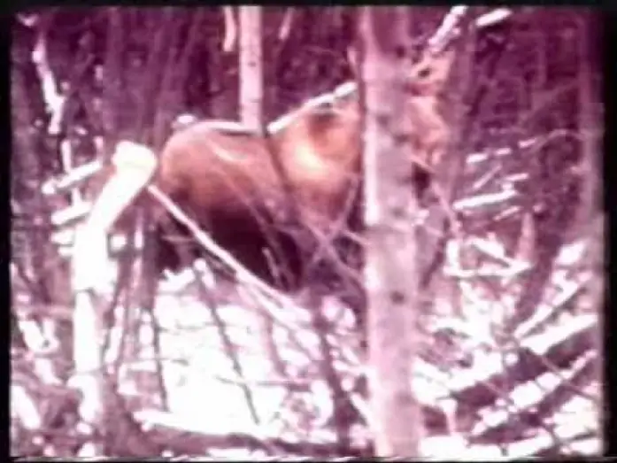 Watch film Claws — GRIZZLY 2 - CLAWS (1977) Con Jason Evers
