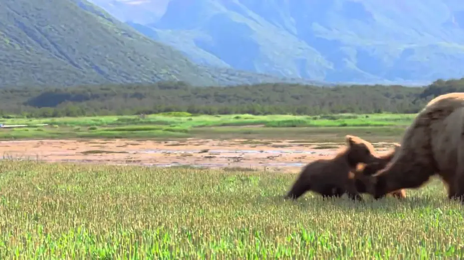 Watch film Bears — Grizzly - Bande-annonce