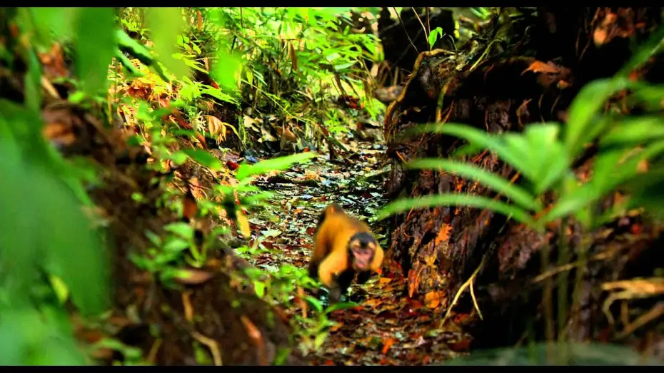 Watch film Amazonia — AMAZONIA - Bande Annonce VF