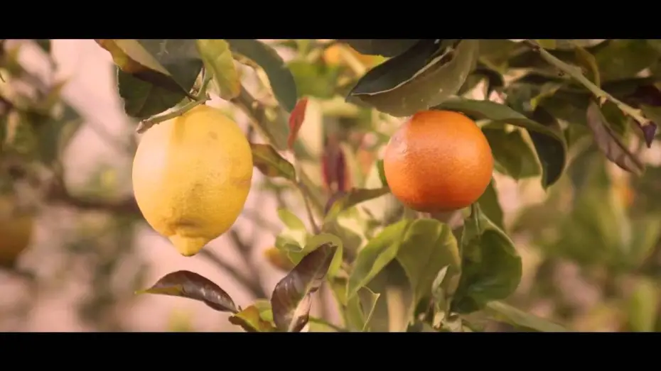Watch film Spring — Cure