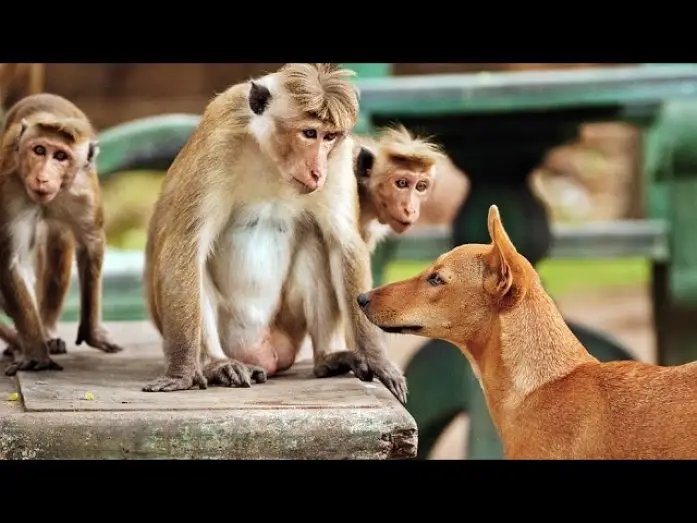 Watch film Monkey Kingdom — IM REICH DER AFFEN | Trailer [HD]