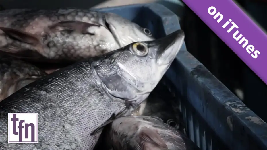 Watch film Fish — Official Trailer