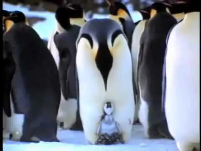 Watch film Earthlings — EARTHLINGS Trailer - Joaquin Phoenix - Be the Peace - Be a Plant-Based Being!