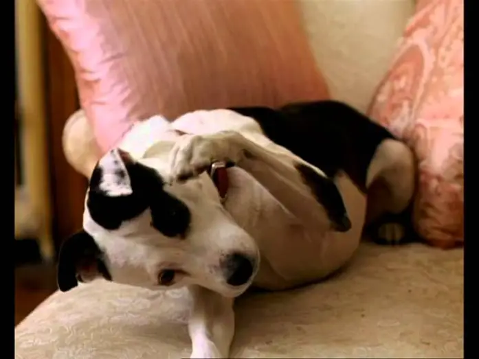 Watch film Heavy Petting — Lui, Lei e Babydog trailer ita