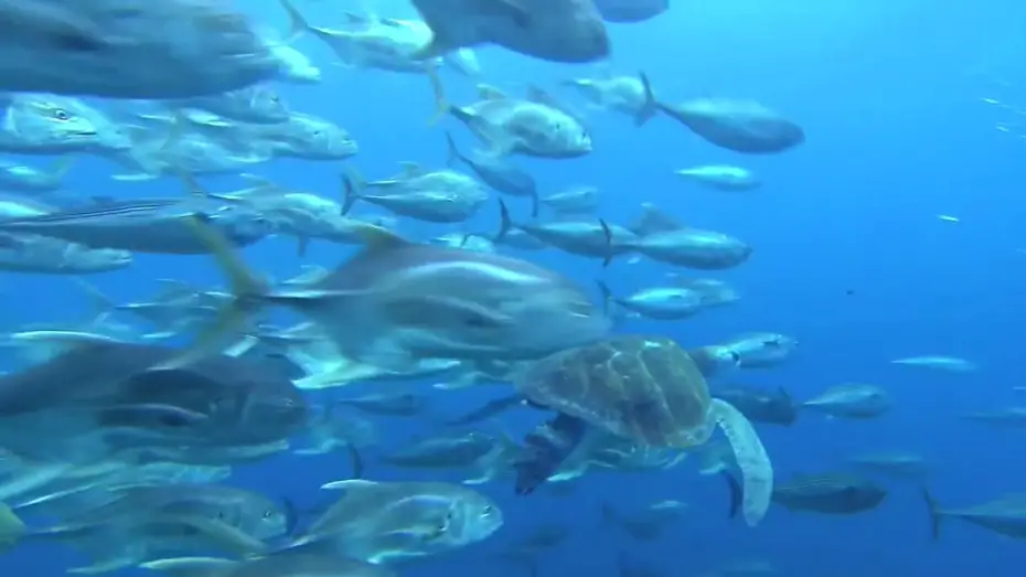 Watch film OceanWorld 3D — Voyage sous les Mers 3D - Bande Annonce VF