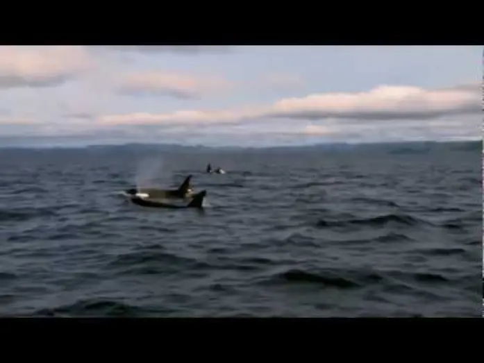 Watch film Free Willy: Escape from Pirate's Cove — Sauvez Willy 4