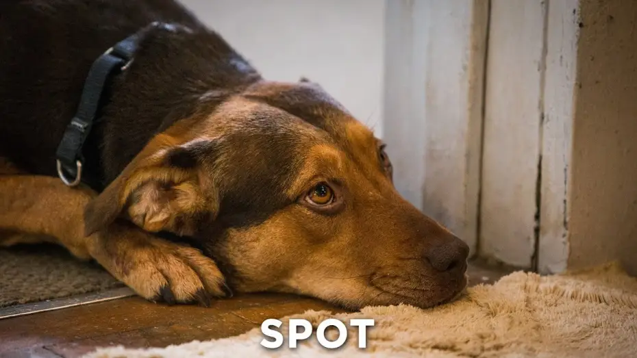 Watch film A Dog's Way Home | DIE UNGLAUBLICHEN ABENTEUER VON BELLA - Bonds Revised 30" - Ab 24.1.19 im Kino!