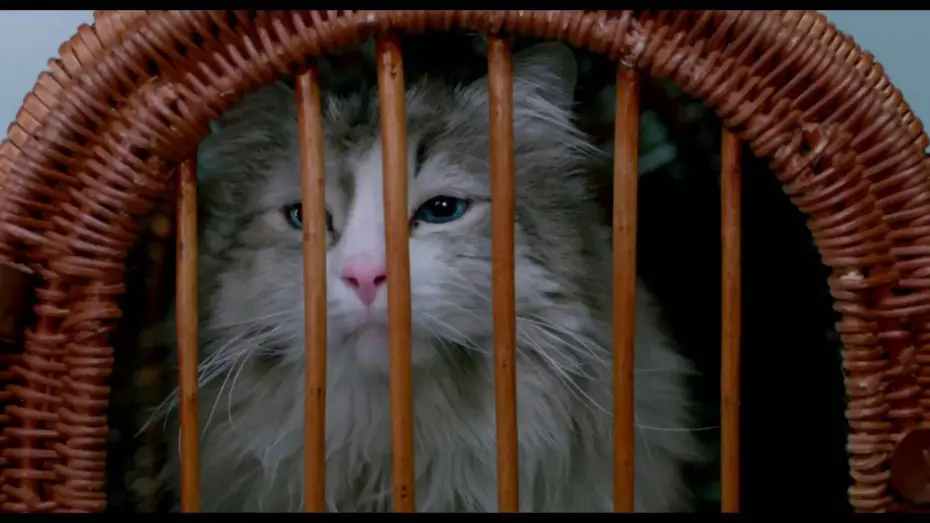 Watch film Nine Lives — MA VIE DE CHAT - Extrait "Dans la peau d'un chat" VF [Kevin Spacey, Christopher Walken]