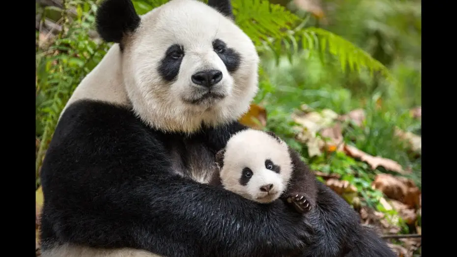 Watch film Born in China — Nés en Chine - Bande-annonce VF (Disneynature)