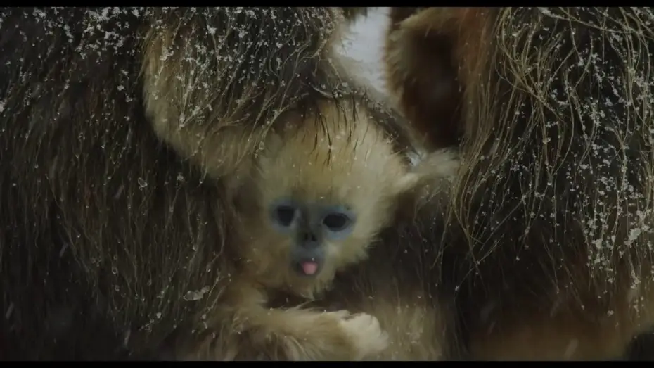 Watch film Born in China — Disneynature's Born in China Official US Trailer