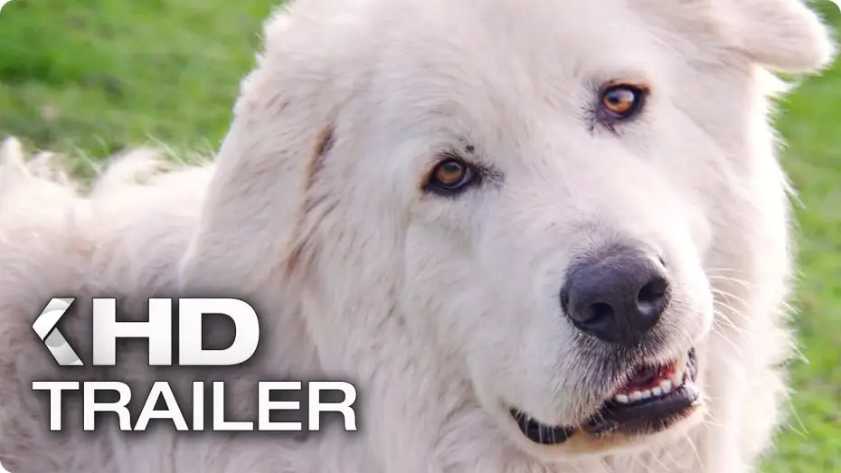 Watch film Oddball — ODDBALL: Retter der Pinguine Trailer German Deutsch (2017)