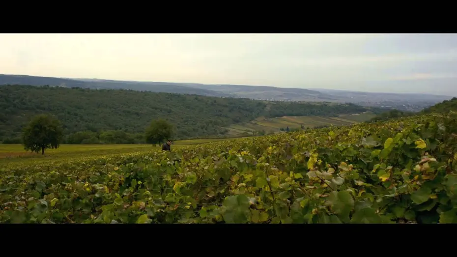 Watch film First Growth — PREMIERS CRUS - Bande Annonce VF
