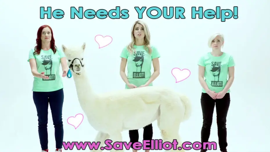 Watch film Dirty 30 — HELP OUR ALPACA FRIENDS! #Dirty30Movie