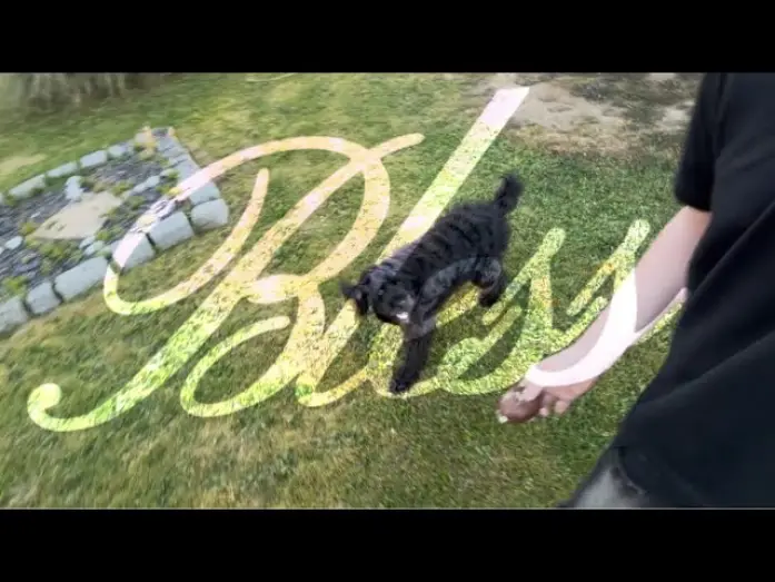 Watch film Bless | Ce chien acteur va vous briser le c&oelig;ur&hellip; | BLESS (Short Film)