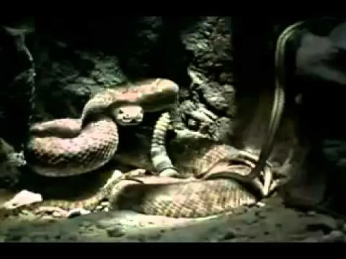 Watch film Venomous — Venomous 2001 movie trailer