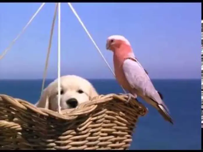 Watch film Napoleon — Napoleon - Excerpt (1995)