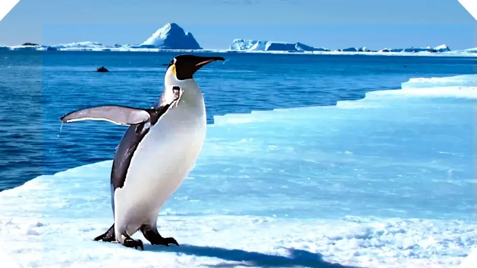 Watch film March of the Penguins 2: The Next Step — L'Empereur - Bande-annonce (Documentaire - 2017)