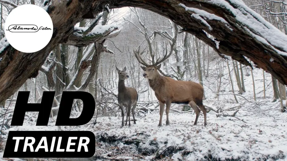 Watch film On Body and Soul | K&Ouml;RPER UND SEELE I Trailer deutsch HD I Jetzt im Kino