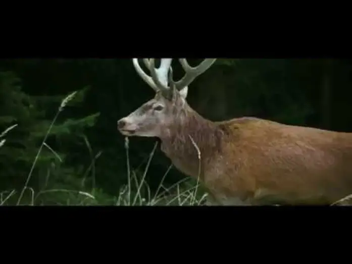 Watch film On Body and Soul | On Body And Soul - Excerpt #1