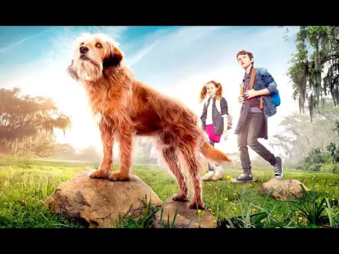 Watch film Benji — BENJI (Trailer epsañol)