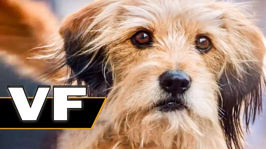 Watch film Benji — BENJI Bande Annonce VF (Famille, Netflix, 2018)