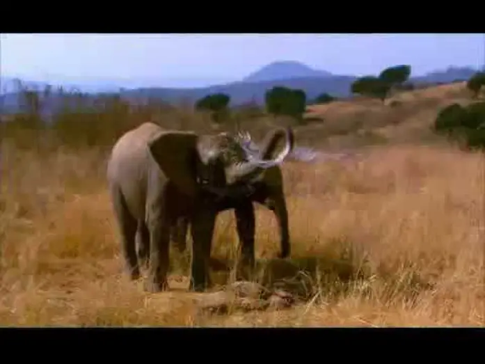 Watch film Whispers: An Elephant's Tale — Elephant Tales Trailer