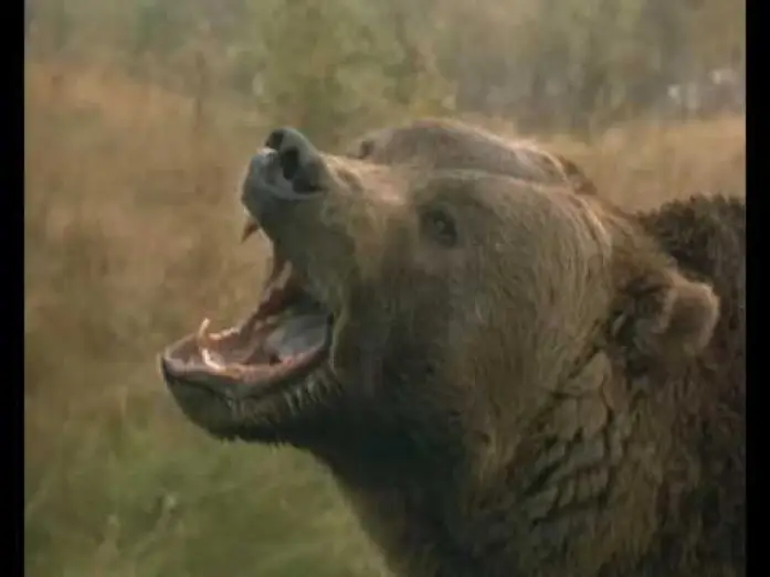 Watch film Grizzly Falls — Grizzly Falls Trailer