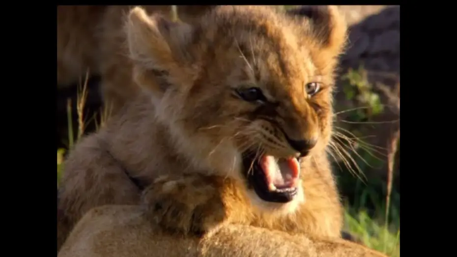 Watch film African Cats — IM REICH DER RAUBKATZEN | Trailer deutsch german [HD]