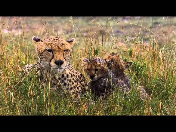 Watch film African Cats — African Cats Official Trailer