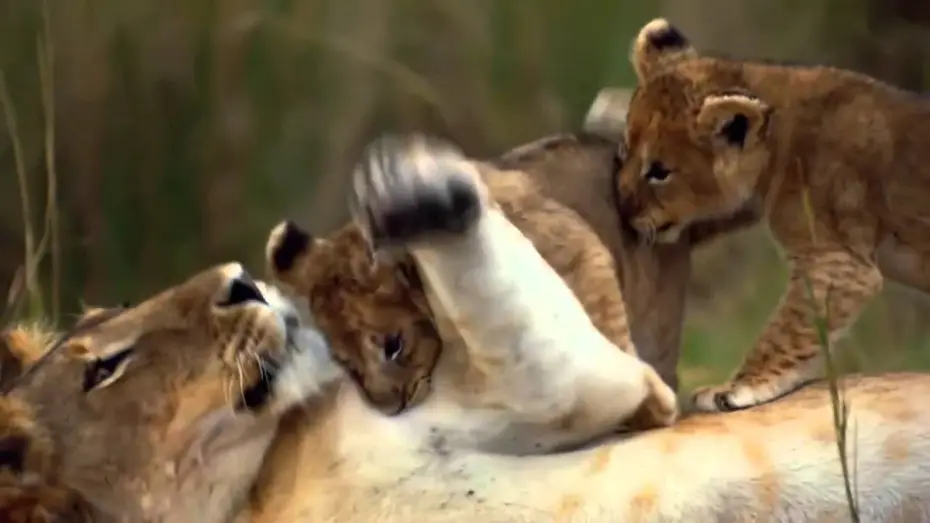 Watch film African Cats — Felinos de Africa - Trailer Español Latino - HD