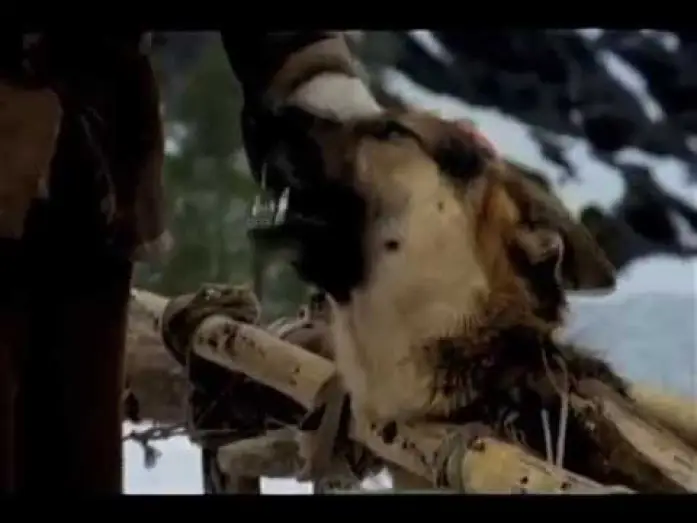 Watch film White Fang — White Fang Trailer