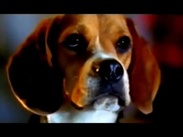 Watch film Cats & Dogs | Cats & Dogs - Wie Hund und Katz' - Trailer (2001)