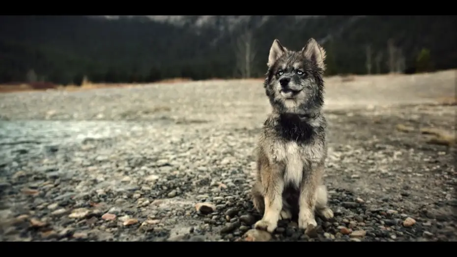 Watch film Togo | Togo - Bande Annonce [VOST]