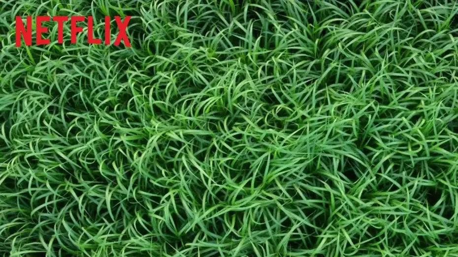 Watch film In the Tall Grass — Nell'erba alta | Trailer ufficiale | Netflix Italia