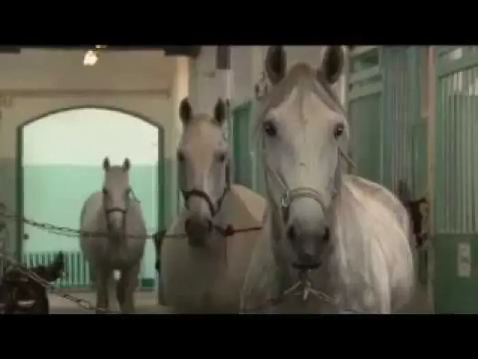 Watch film Two Sides of One Horse — Две стороны одной лошади | Трейлер | Артдокфест-2013 | Среда
