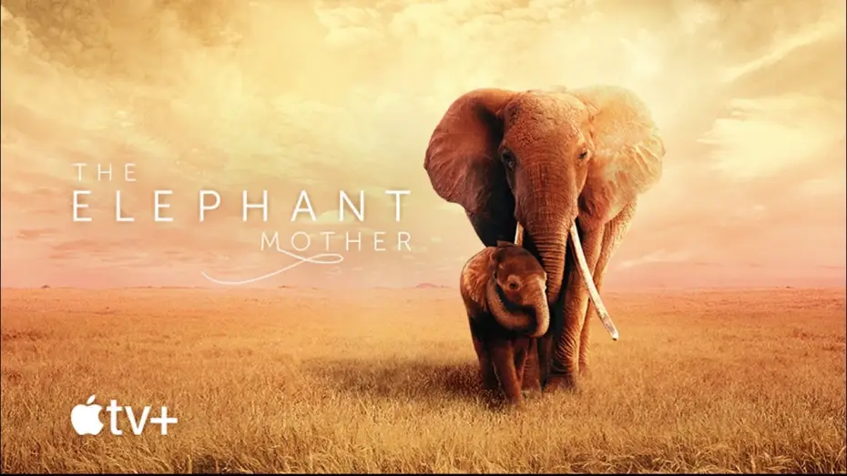 Watch film The Elephant Queen — Bande-annonce officielle du film