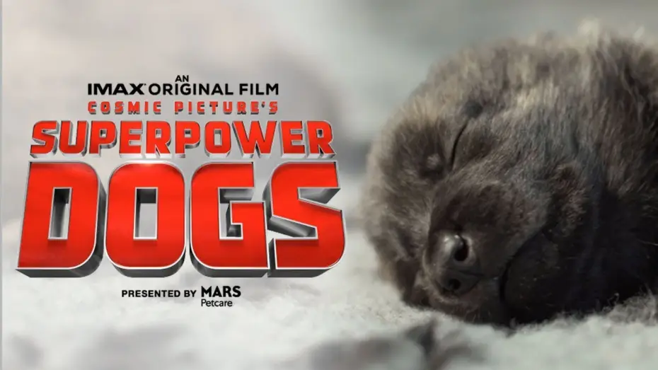 Watch film Superpower Dogs — Superpower Dogs Official Trailer | Experience it in IMAX®