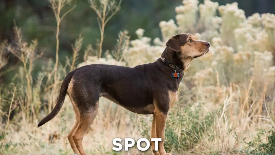 Watch film A Dog's Way Home | DIE UNGLAUBLICHEN ABENTEUER VON BELLA - Friends 30" - Ab 24.1.19 im Kino!