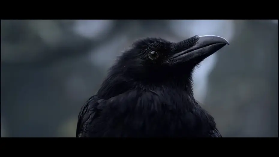 Watch film Black Raven — Офіційний тізер