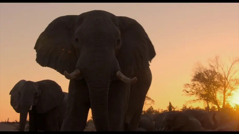 Watch film Elephant | &Eacute;l&eacute;phants - Bande Annonce [VF]