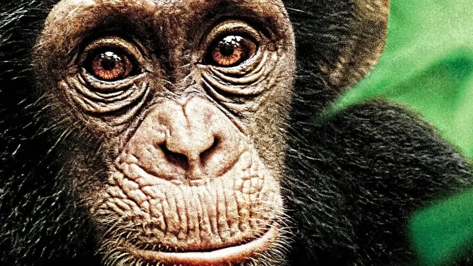 Watch film Chimpanzee — Schimpansen Offizieller Trailer 2 German Deutsch HD 2013