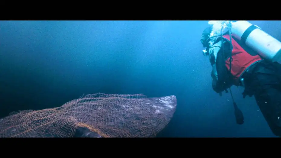 Watch film Big Miracle — Der Ruf der Wale (dt.) - Trailer
