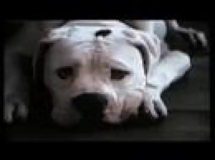 Watch film Homeward Bound: The Incredible Journey | Homeward Bound: The Incredible Journey (1993) Trailer