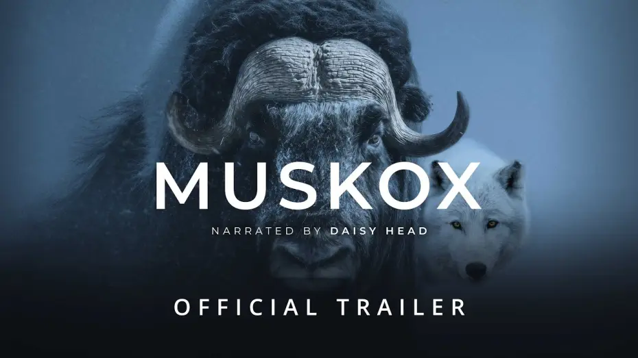 Watch film Muskox | MUSKOX | Official Trailer - Stay Wild Studio