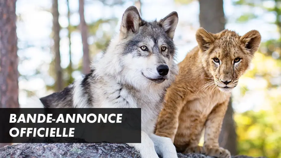 Watch film The Wolf and the Lion — LE LOUP ET LE LION – Bande-annonce officielle (2021)