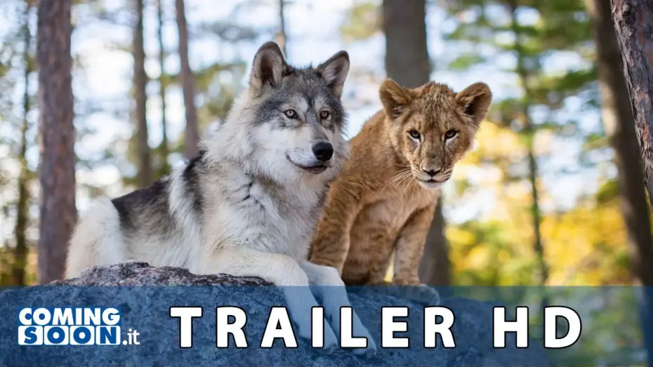 Watch film The Wolf and the Lion — Il Lupo e il Leone (2022): Trailer ITA del Film di Gilles de Maistre - HD